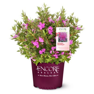 Encore Azalea 1 gal. Potted Autumn Amethyst Azalea Shrub