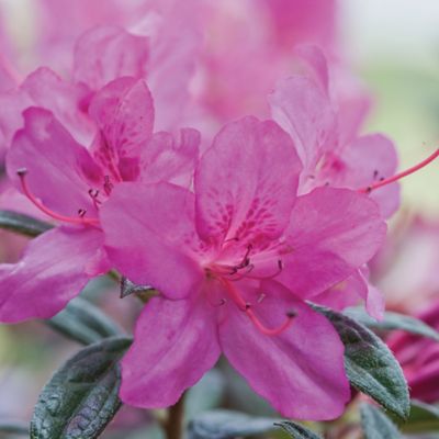 Image showing 2 th Encore Azalea 1 gal. Potted Autumn Amethyst Azalea Shrub