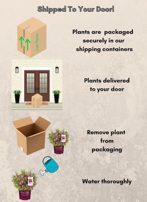 Image showing 5 th Encore Azalea 1 gal. Potted Autumn Amethyst Azalea Shrub