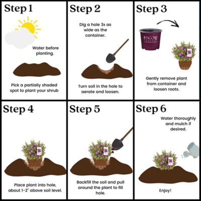 Image showing 6 th Encore Azalea 1 gal. Potted Autumn Amethyst Azalea Shrub