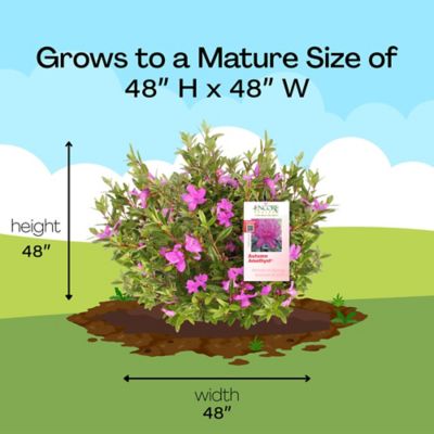 Image showing 7 th Encore Azalea 1 gal. Potted Autumn Amethyst Azalea Shrub