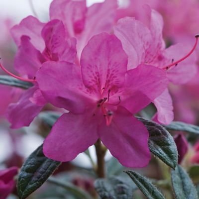 Image showing  2 gal. Potted Autumn Amethyst Azalea Shrub