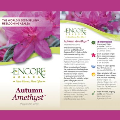 Image showing  2 gal. Potted Autumn Amethyst Azalea Shrub