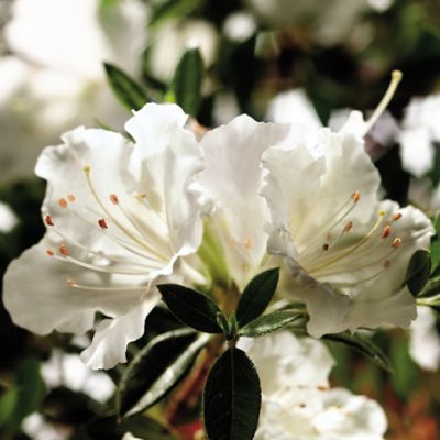 Image showing  1 gal. Potted Autumn Angel Azalea Shrub