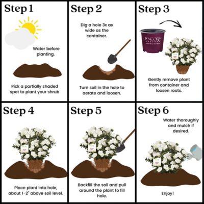 Image showing 5 th Encore Azalea 1 gal. Potted Autumn Angel Azalea Shrub