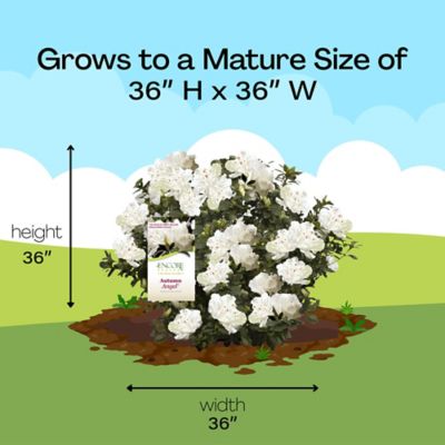 Image showing 6 th Encore Azalea 1 gal. Potted Autumn Angel Azalea Shrub