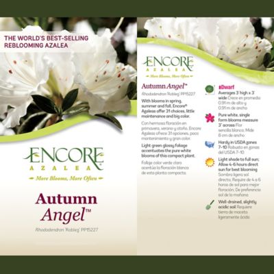 Image showing  2 gal. Autumn Angel Azalea Shrub