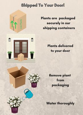 Image showing  2 gal. Autumn Angel Azalea Shrub