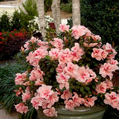 Encore Azalea 3 gal. Autumn Belle Shrub at Tractor Supply Co.