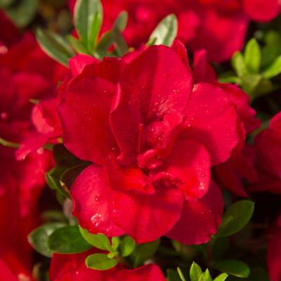 Image showing 1 th Encore Azalea 1 gal. Potted Autumn Bonfire Azalea Shrub