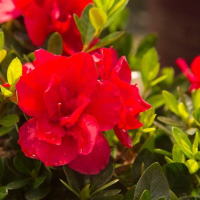 Image showing 2 th Encore Azalea 1 gal. Potted Autumn Bonfire Azalea Shrub