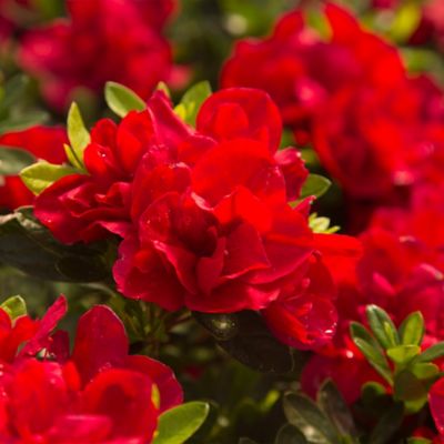 Image showing 3 th Encore Azalea 1 gal. Potted Autumn Bonfire Azalea Shrub