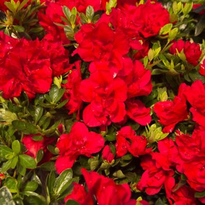 Image showing 4 th Encore Azalea 1 gal. Potted Autumn Bonfire Azalea Shrub