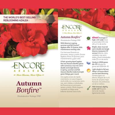 Image showing 5 th Encore Azalea 1 gal. Potted Autumn Bonfire Azalea Shrub