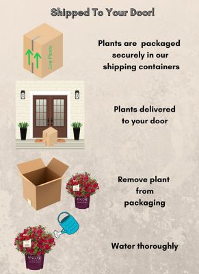 Image showing 7 th Encore Azalea 1 gal. Potted Autumn Bonfire Azalea Shrub