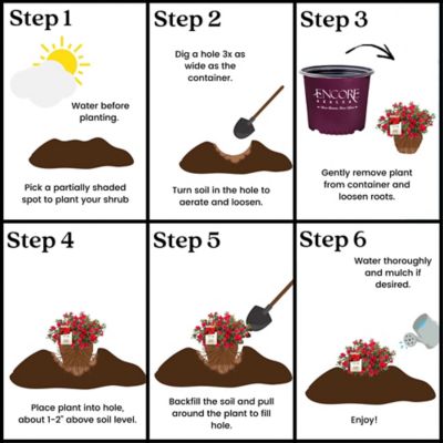 Image showing 8 th Encore Azalea 1 gal. Potted Autumn Bonfire Azalea Shrub