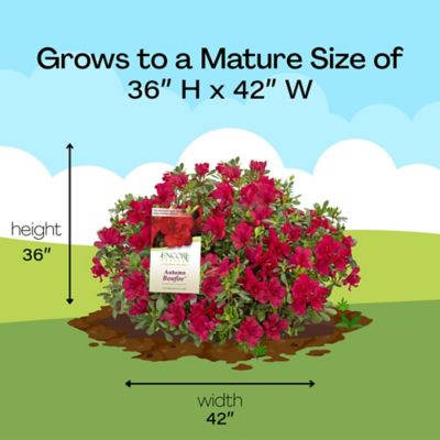 Image showing 9 th Encore Azalea 1 gal. Potted Autumn Bonfire Azalea Shrub