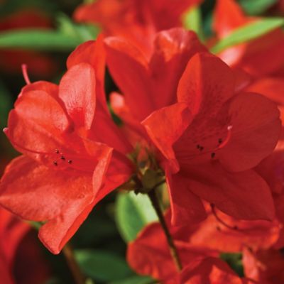 Image showing  1 gal. Potted Red Autumn Bravo Azalea Shrub Bush