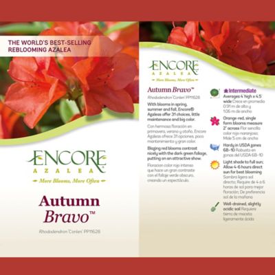 Image showing  1 gal. Potted Red Autumn Bravo Azalea Shrub Bush