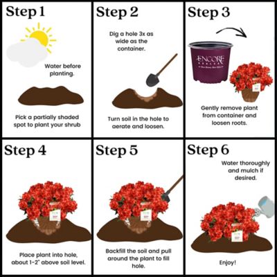 Image showing 5 th Encore Azalea 1 gal. Potted Red Autumn Bravo Azalea Shrub Bush