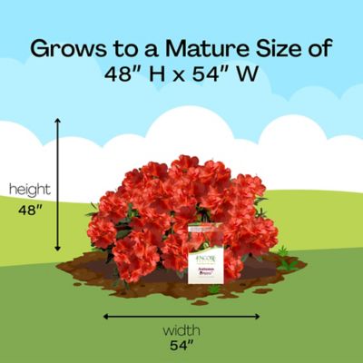 Image showing 6 th Encore Azalea 1 gal. Potted Red Autumn Bravo Azalea Shrub Bush