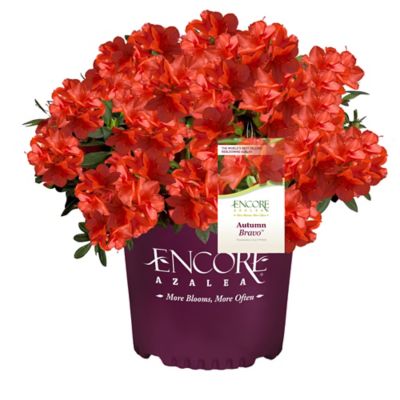 Encore Azalea 2 gal. Potted Autumn Bravo Azalea Shrub