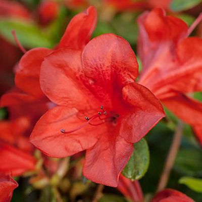 Image showing  2 gal. Potted Autumn Bravo Azalea Shrub