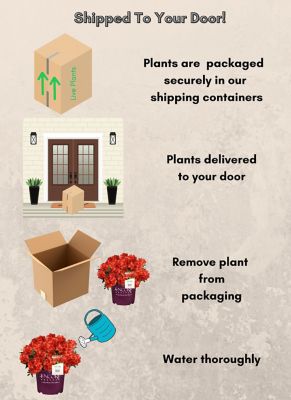 Image showing  2 gal. Potted Autumn Bravo Azalea Shrub