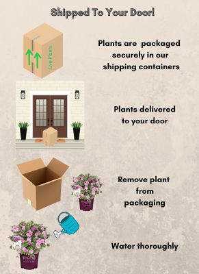 Image showing 6 th Encore Azalea 1 gal. Potted Autumn Carnation Azalea Shrub