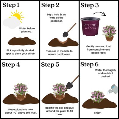 Image showing 7 th Encore Azalea 1 gal. Potted Autumn Carnation Azalea Shrub