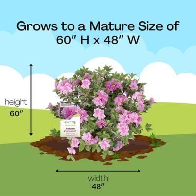 Image showing 8 th Encore Azalea 1 gal. Potted Autumn Carnation Azalea Shrub