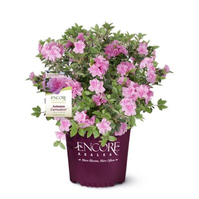 Encore Azalea 2 gal. Autumn Carnation Azalea Shrub