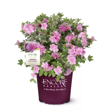 Encore Azalea 2 gal Autumn Carnation Azalea Shrub Bushes