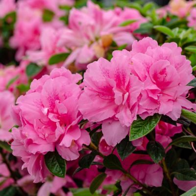 Image showing  2 gal. Potted Autumn Carnation Azalea Shrub