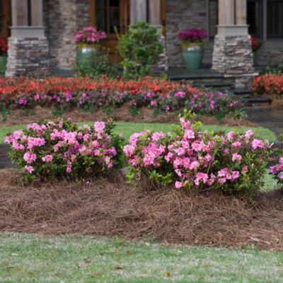 Image showing  2 gal. Potted Autumn Carnation Azalea Shrub