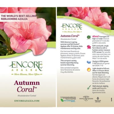 Encore Azalea 3 gal. Autumn Coral Shrub at Tractor Supply Co.