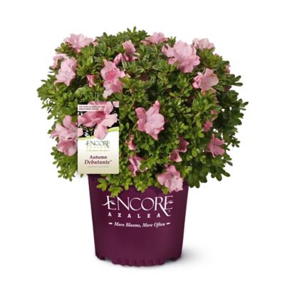 Encore Azalea 1 gal. Autumn Debutante Azalea Shrub