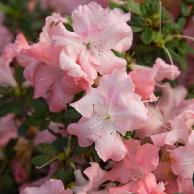 Image showing  1 gal. Autumn Debutante Azalea Shrub