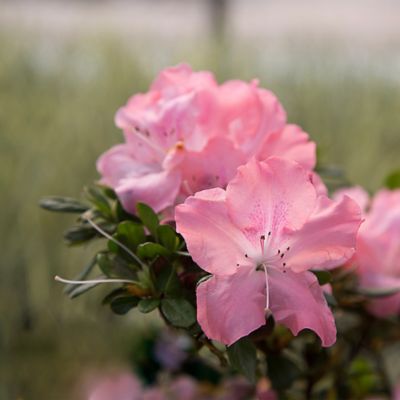 Image showing  1 gal. Autumn Debutante Azalea Shrub