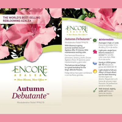 Image showing  1 gal. Autumn Debutante Azalea Shrub