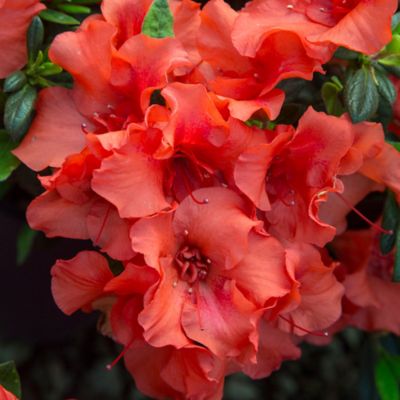 Image showing  1 gal. Potted Autumn Embers Azalea Shrub