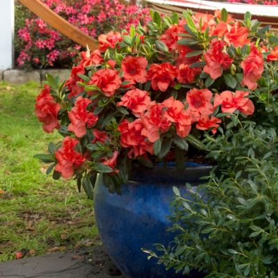 Image showing  1 gal. Potted Autumn Embers Azalea Shrub