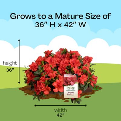 Image showing 8 th Encore Azalea 1 gal. Potted Autumn Embers Azalea Shrub