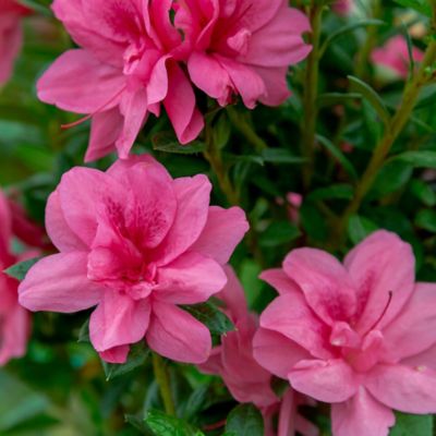Image showing  1 gal. Potted Autumn Empress Azalea Shrub