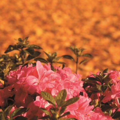 Image showing  1 gal. Potted Autumn Empress Azalea Shrub