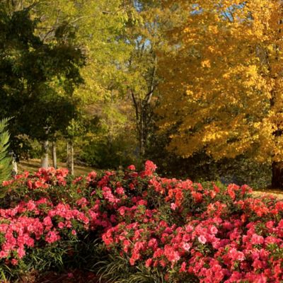Image showing  1 gal. Potted Autumn Empress Azalea Shrub