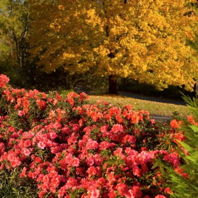Image showing  1 gal. Potted Autumn Empress Azalea Shrub
