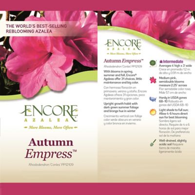 Image showing 5 th Encore Azalea 1 gal. Potted Autumn Empress Azalea Shrub