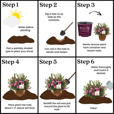Image showing 8 th Encore Azalea 1 gal. Potted Autumn Empress Azalea Shrub