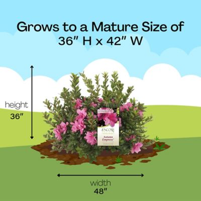 Image showing 9 th Encore Azalea 1 gal. Potted Autumn Empress Azalea Shrub